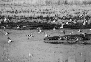 Urban wetlands are the focus for coastal cities