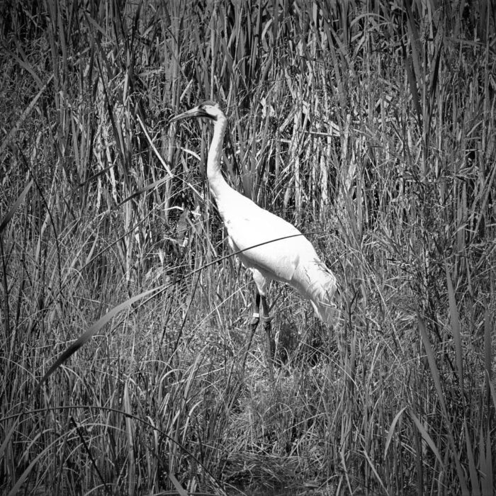 The whooping crane, which breeds in Wood Buffalo National Park, has begun to rebound from the brink of extinction, but its survival is still dependent on habitat availability.