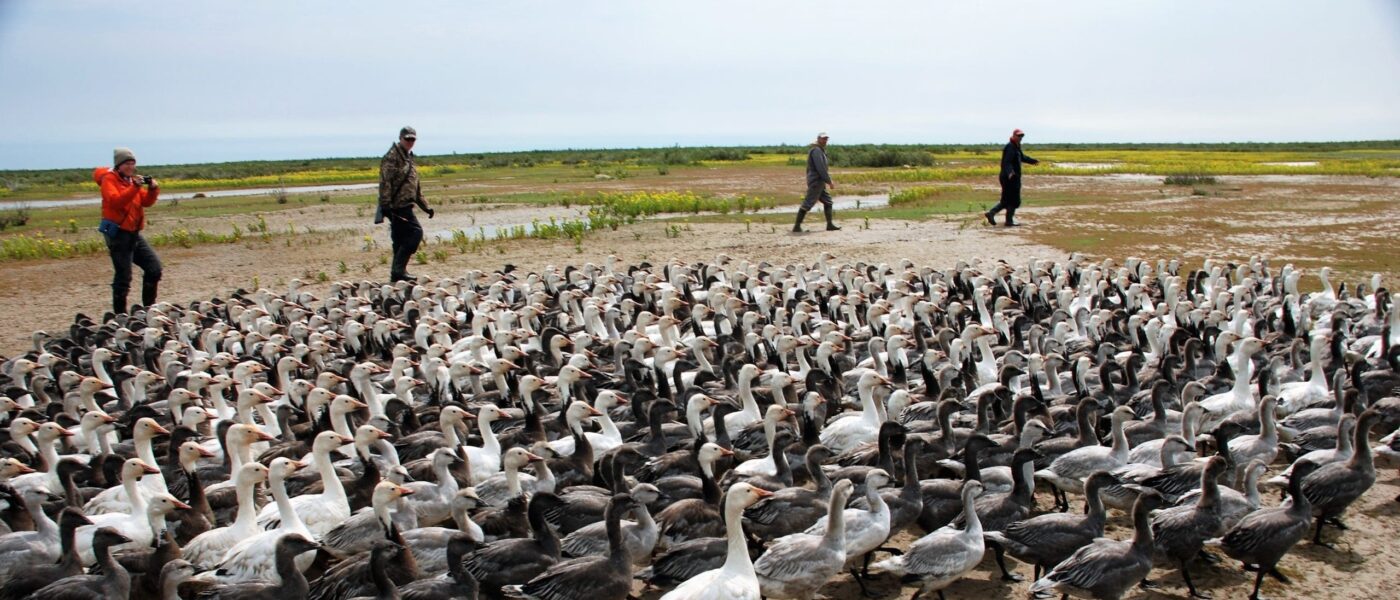 The flightless geese are “herded” into the net area to be measured and banded. 