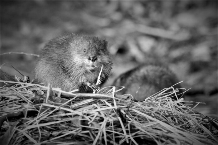 Wetland size matters - larger wetlands support larger mammals, like muskrat, while smaller wetlands are a safe place for tadpoles and other small creatures to avoid predators.