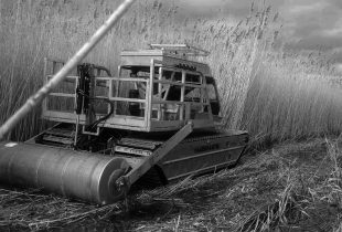 Invasive phragmites and the wetlands of tomorrow