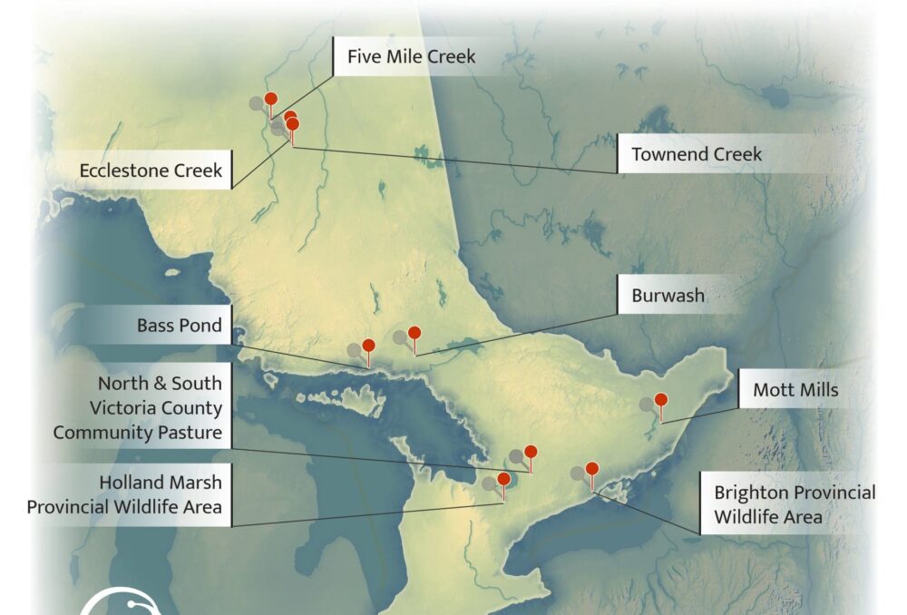 The Ontario conservation team completed 10 major wetland project rebuilds in 2019, investing nearly $800,000 between DUC and its partners—including the Government of Ontario—to maintain water-management structures in northern, central and eastern Ontario.