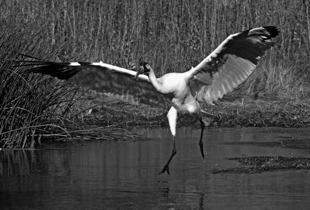 A whooping crane shows off its impressive 2-meter wingspan