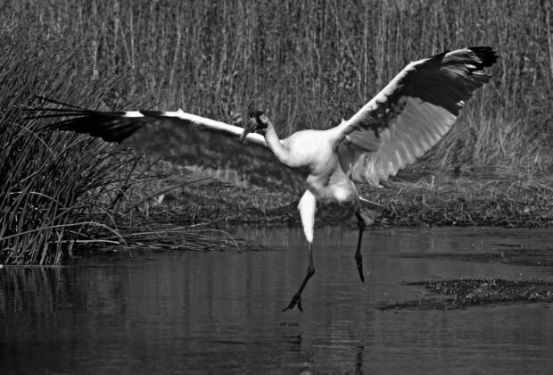 Where did the whooping cranes go?