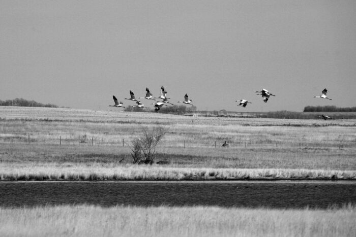 A rare sight: a whooping crane flock flies over a prairie wetland.