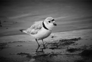 Saving the breeding grounds of the piping plover