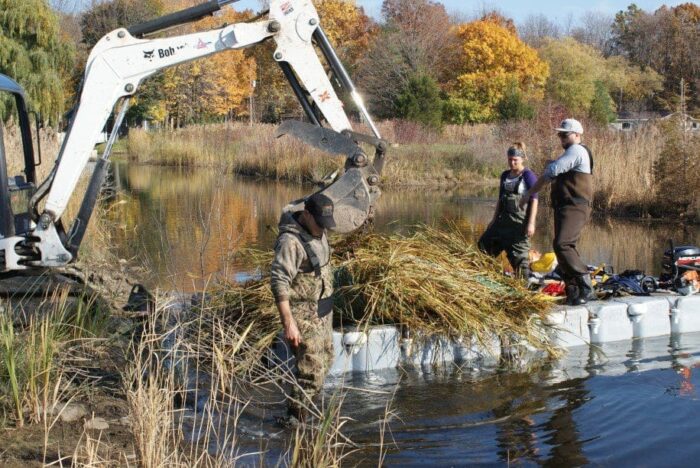 The Lambton Shores Phragmites Community Group tries to keep up with invasive phragmites on their local shorelines on Lake Huron.