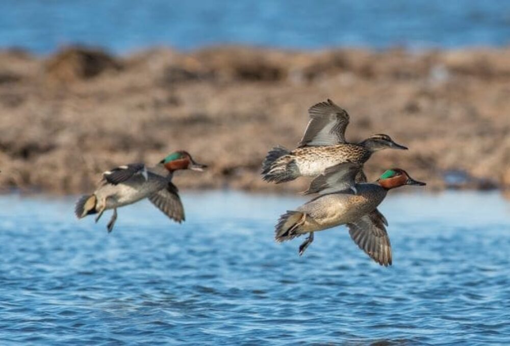 A trio of green-winged teals flies over a wetland.