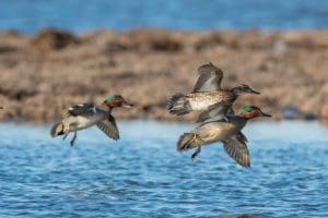 Green-winged teal trio, flying