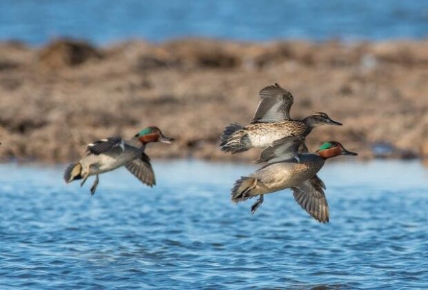 How the face of wetland conservation changed 25 years ago