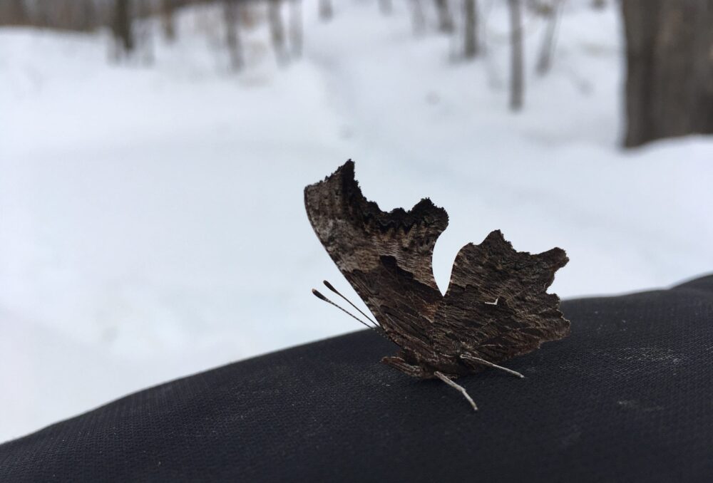 A gray comma butterfly appeared on Norm Hart’s mitt during a cold February walk in the Carp Hills.