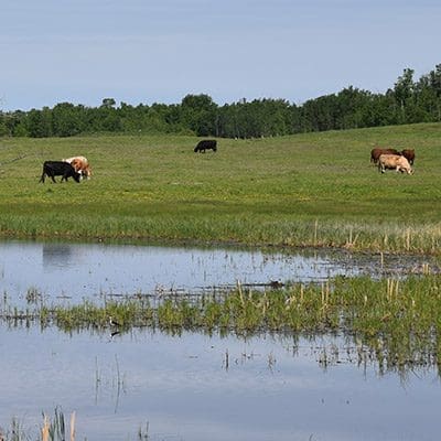 icon -Revolving Land Conservation Program