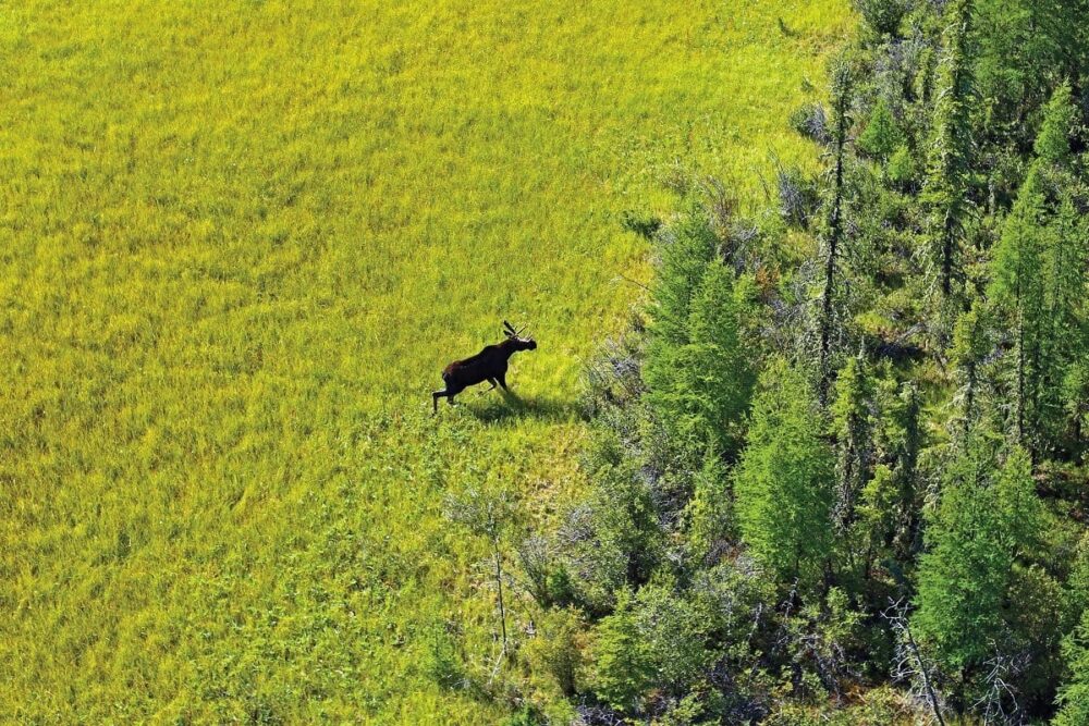 Peatlands sequester more carbon than any other type of terrestrial ecosystem.