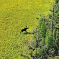 Boreal Forest Partner