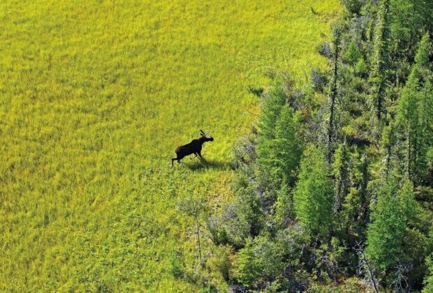 Celebrate N.W.T. Biodiversity on World Wildlife Day