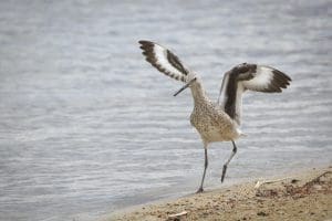 Avocet