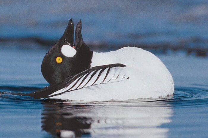 Common Goldeneye