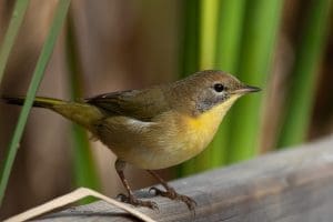 common yellowthroat female