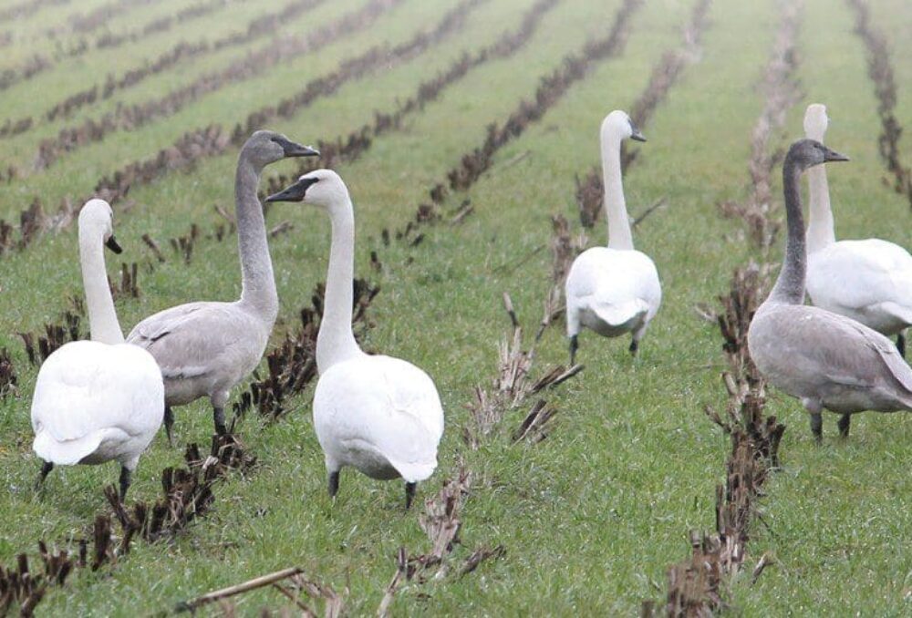 Trumpeter swans enjoying winter cover crops in Comox Valley, BC