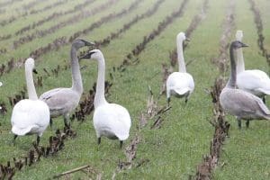 Trumpeter swans in Comox Valley, BC