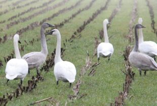 Ducks and agriculture work together in Comox Valley