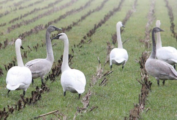 Ducks and agriculture work together in Comox Valley