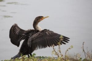 Photo of a Cormorant