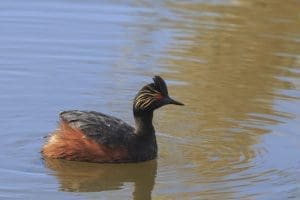 Eared grebe