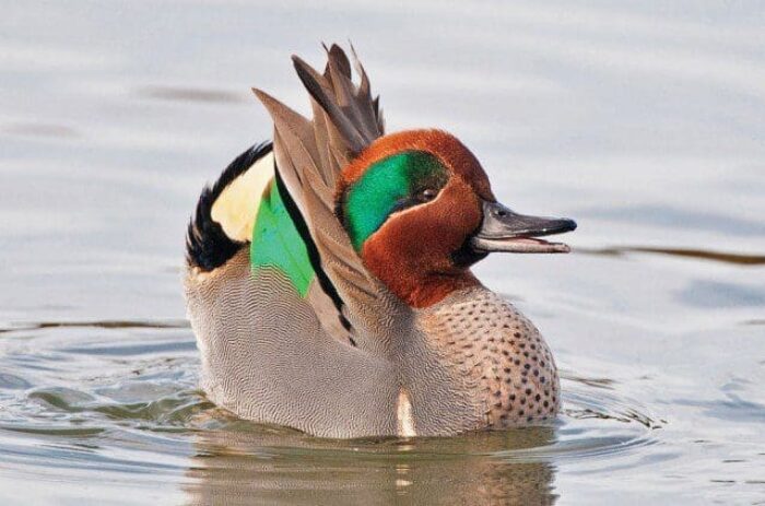 Green-winged teal