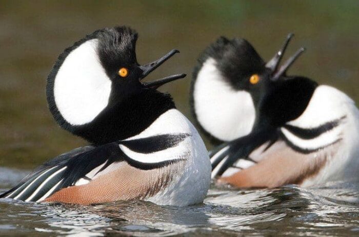 Hooded mergansers