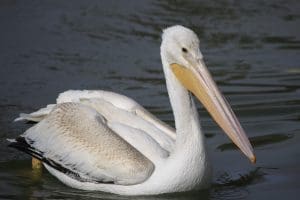 pelican photo