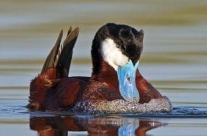 ruddy duck courtship display