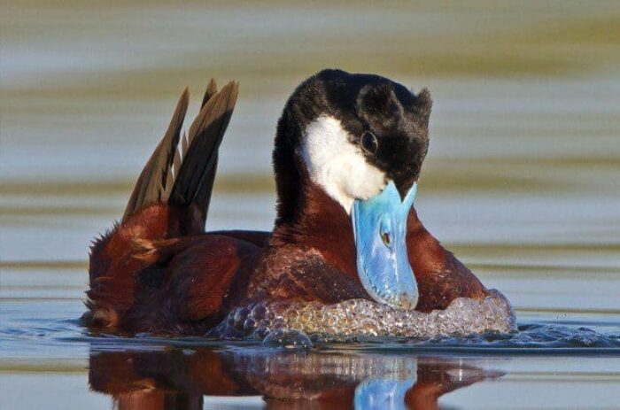 Ruddy duck