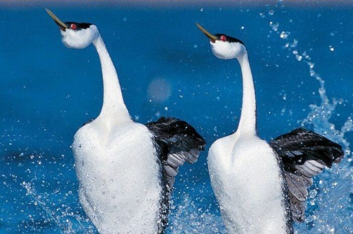 Western grebes