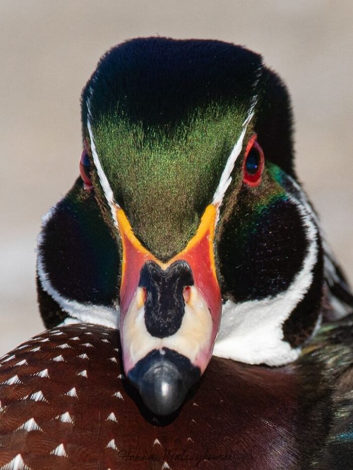 This wood duck drake has overwintered in Regina four years in a row.