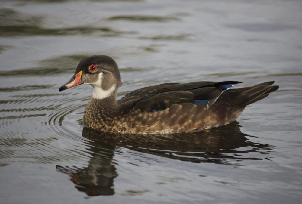 Hanna Walczykowski’s photos of a wood ducks, like the one above, have enthralled the Regina birding community.