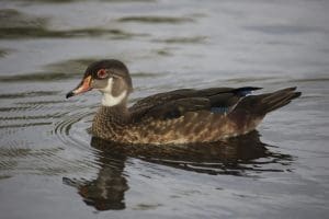 wood duck hen