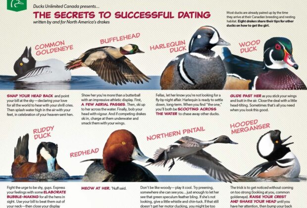 The secrets to successful dating, written by and for North America’s drakes