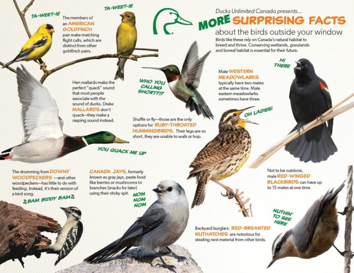 More surprising facts about the birds outside your window