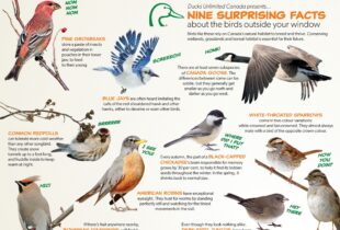 Surprising facts about backyard birds