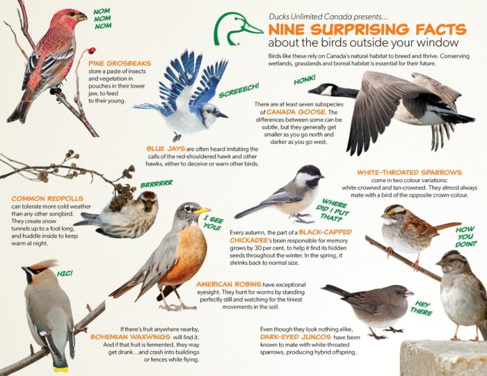 Nine surprising facts about the birds outside your window