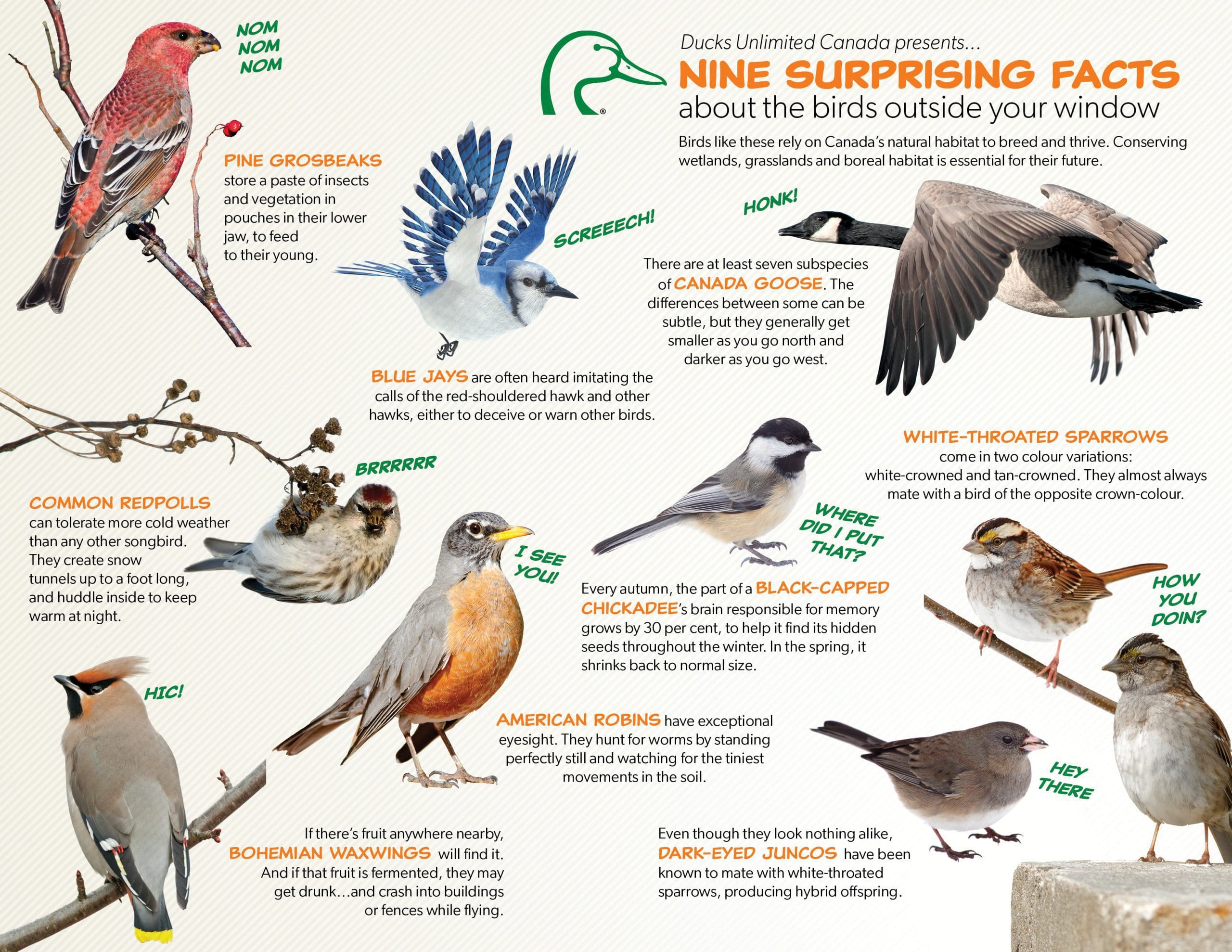 Do Birds Eat Maggots? Discover the Surprising Feeding Habits