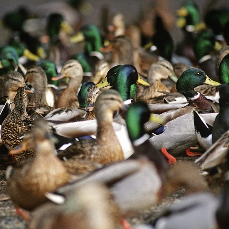 Flock of Mallards