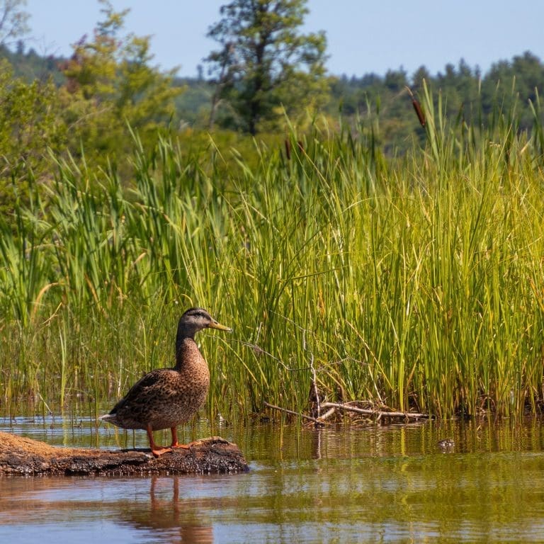 Wetland Habitat