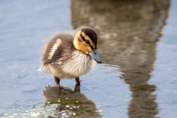 From DUC’s Giving Tuesday Now campaign: a duckling wades as its mother watches nearby.