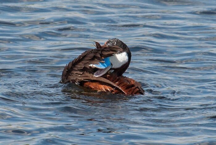 “I love ruddy ducks,” says Leigh. “I have started to see the first few of them coming back this spring, and I look for them every year.” 