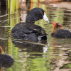 Image of Duck Navigator