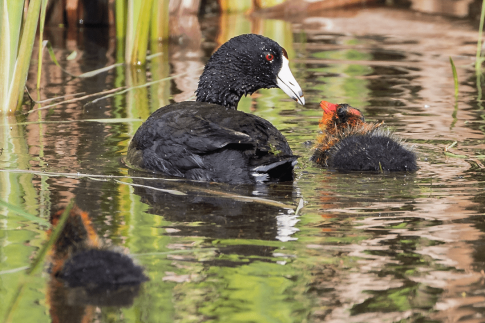 “When I really registered what American coot chicks look like, I absolutely adored them because they look like angry little aliens,” says Leigh. 