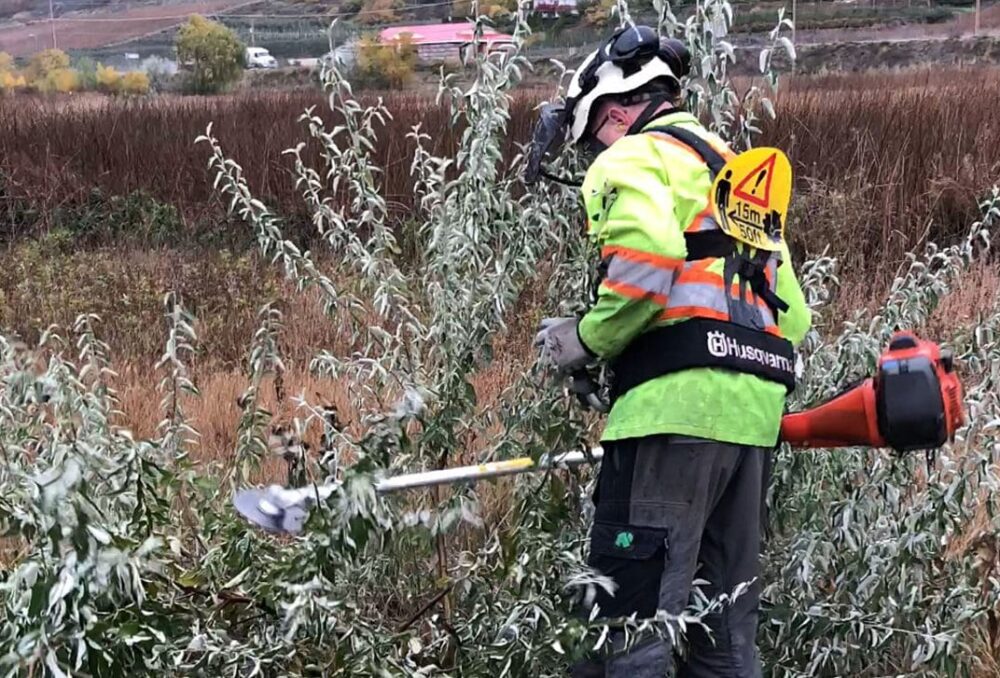 Introduced as an ornamental tree by gardening enthusiasts, DUC is fighting the invasive plant before it can take root across the Okanagan.