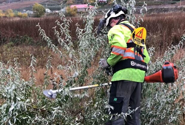 Fighting Russian Olive in the Okanagan